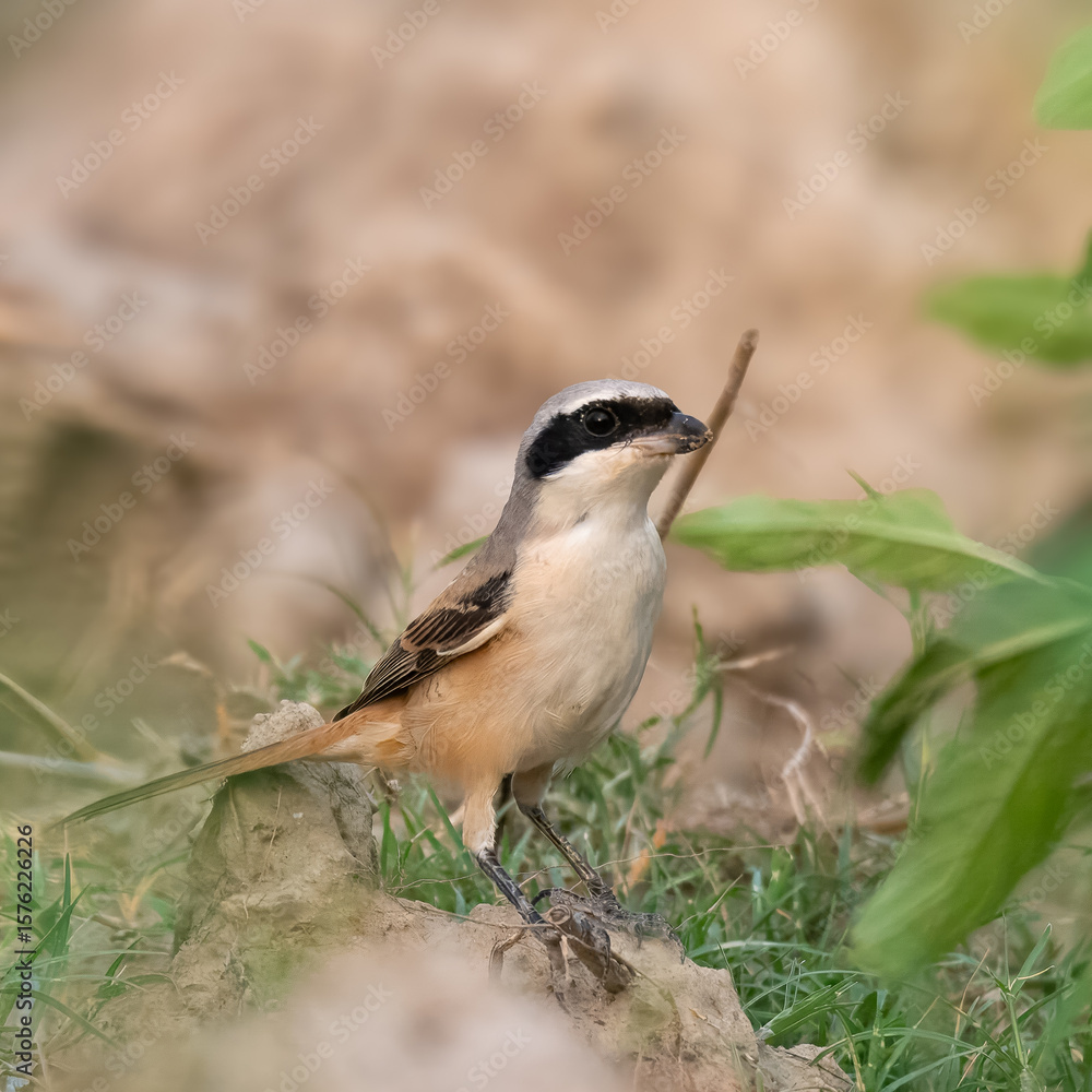 Obraz premium Long-tailed Shrike (Lanius schach).The Shrikes are called “Butcher Birds” for their habits of hanging their prey on thorns etc. Bold bird, black mask, long tail. Hunts insects, small animals