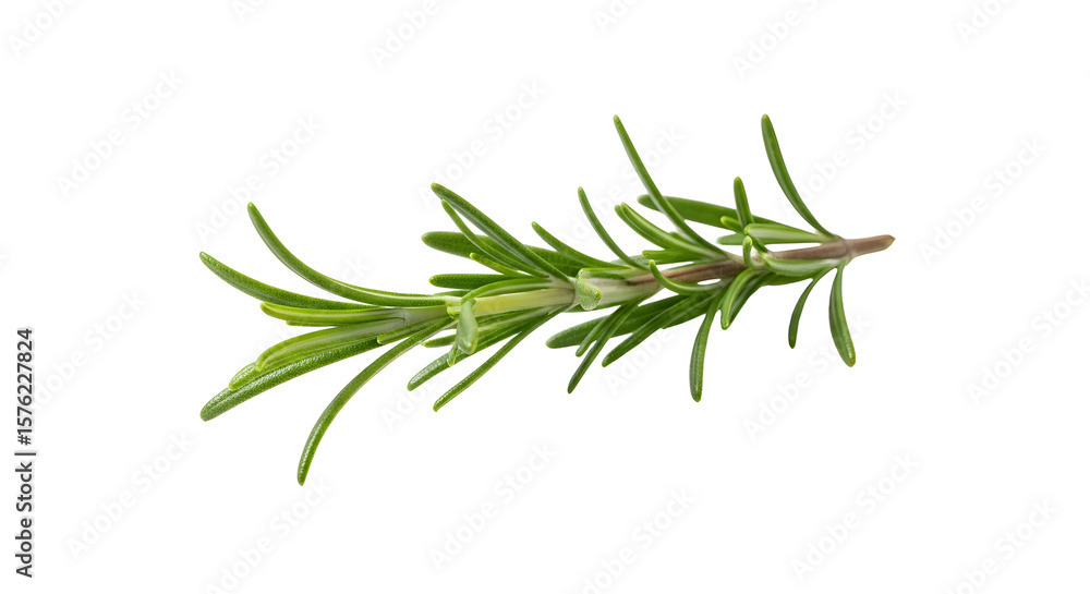 Fototapeta premium Fresh rosemary sprig