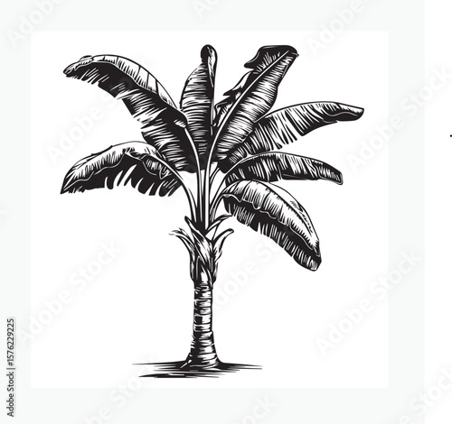 banana tree vector illustration