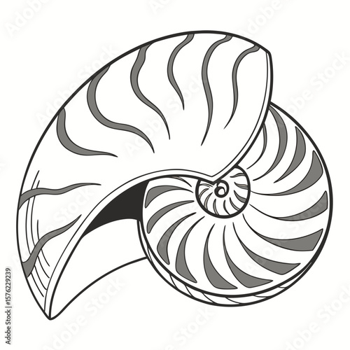 Elegant monochrome illustration of a spiral seashell with detailed line work capturing intricate patterns and smooth curves for nature-inspired