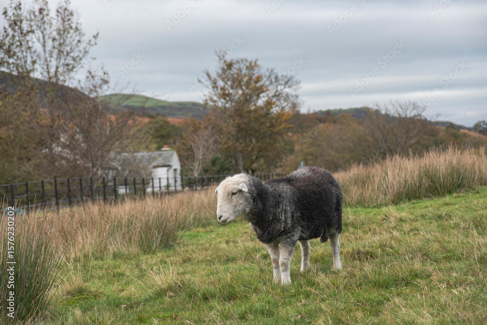 Obraz premium Herdwick sheep on the fells in Cumbria