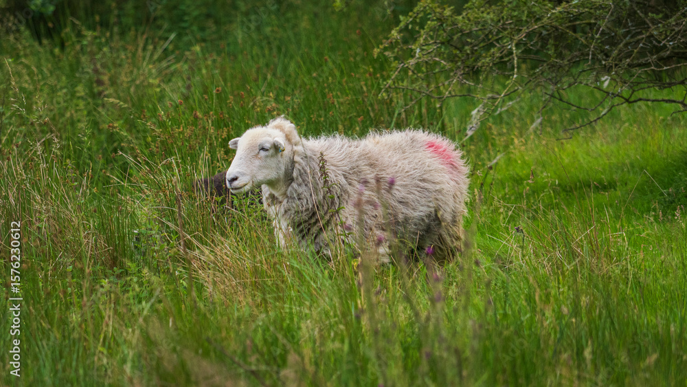 Fototapeta premium Herdwick sheep grazing in a field of green grass in the countryside of Cumbria, Lake District.
