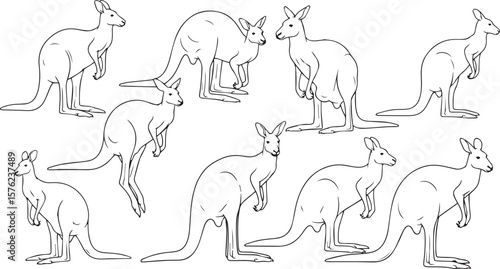 vector illustration of  Kangaroo