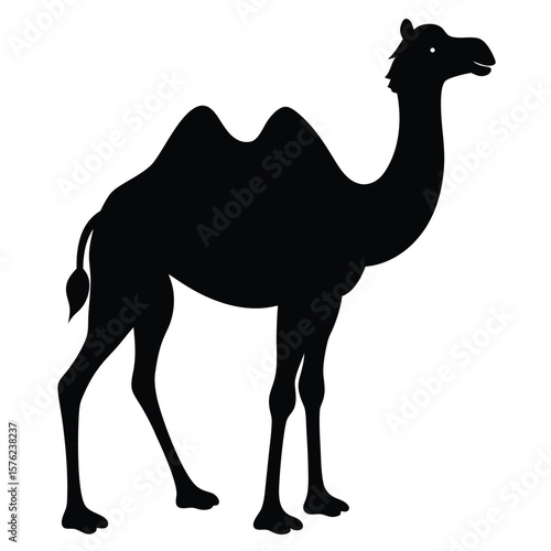 camel in the desert