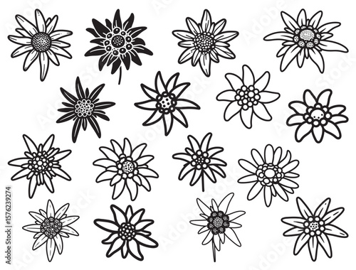 EDELWEISS FLOWER SILHOUETTE