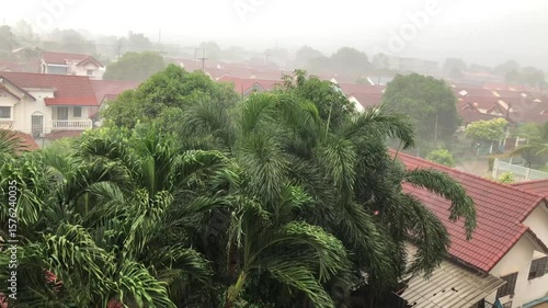 Storming is coming palm leaf tree moving aggressive