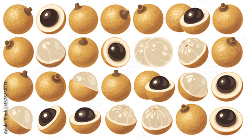A Detailed Illustration of Longan Fruits Varieties, Textures, and Details