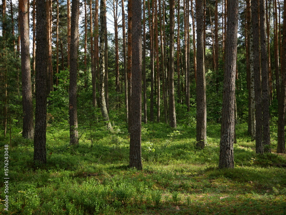 Naklejka premium trees in the forest