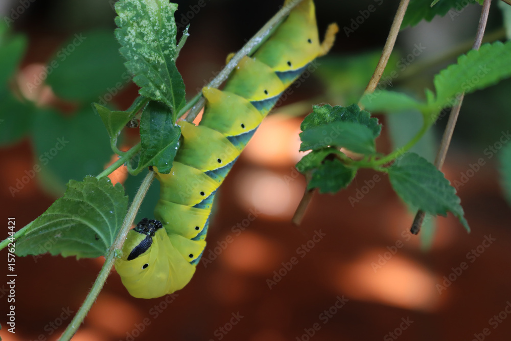 Naklejka premium Greater Death's Dead Hawk-moth caterpillar on a Lantana plant. Acherontia atropos caterpillar eating a plant 