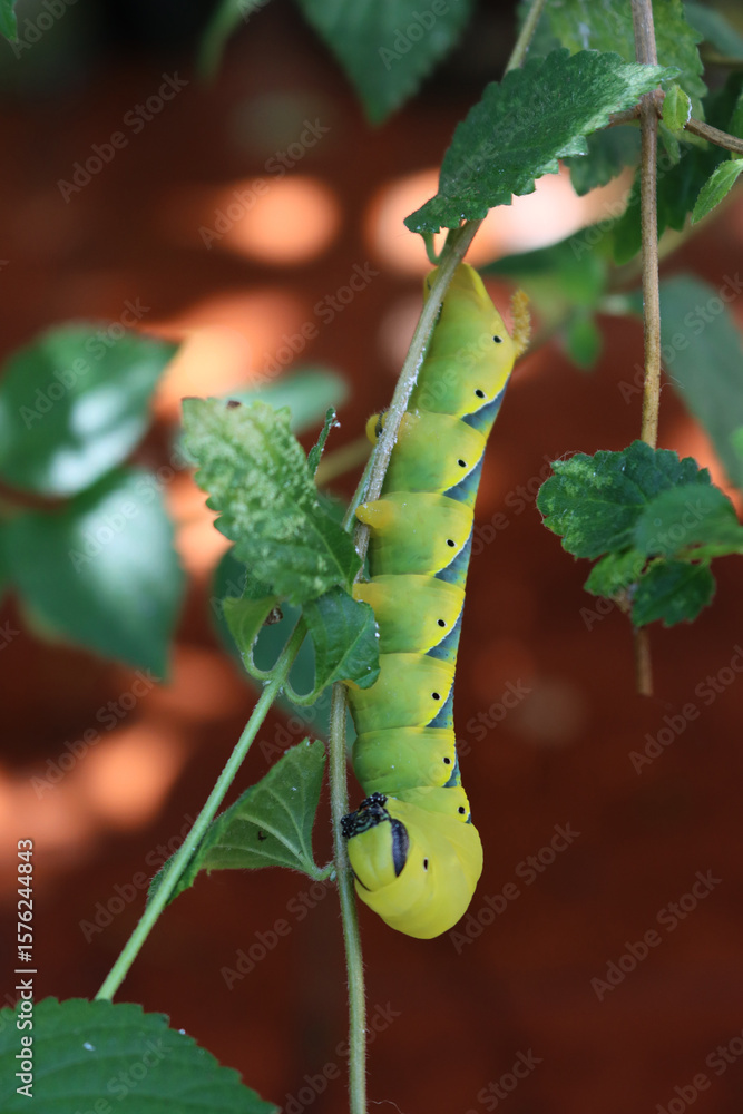Naklejka premium Greater Death's Dead Hawk-moth caterpillar on a Lantana plant. Acherontia atropos caterpillar eating a plant