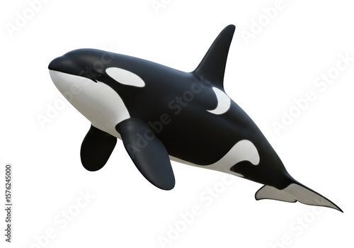 Isolated Orca Killer Whale Aquatic Mammal