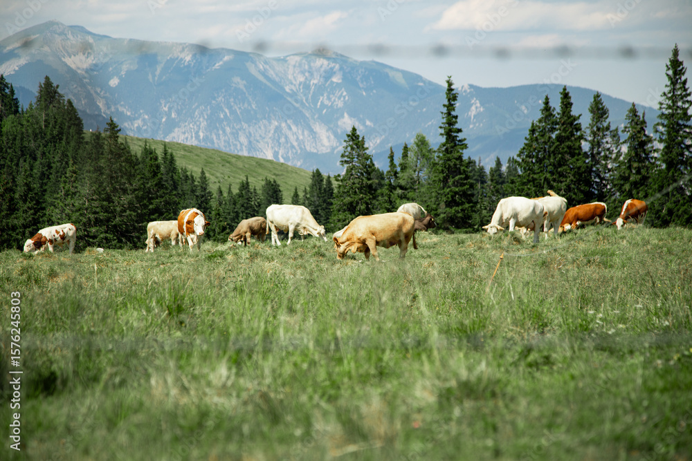 Fototapeta premium A scenic mountain pasture in the Alps, where cows peacefully graze on lush green grass. In the background, majestic Alpine peaks rise against the sky, creating a dramatic and tranquil natural setting.