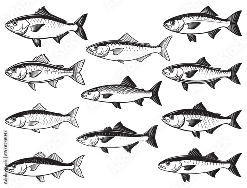 MULLET FISH SILHOUETTE