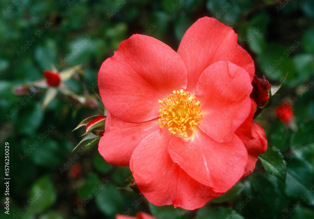 Rose 'Karine Sauvageot Madrid' Rose 'Karine Sauvageot Madrid'