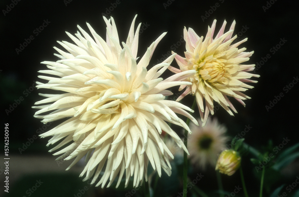 Dahlia 'Mary Cassai' Dahlia 'Mary Cassai'