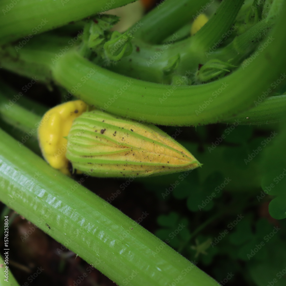 Obraz premium Close-up of small unripe yellow Pattypan squash growing on plant in the vegetable garden