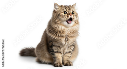 maine coon cat