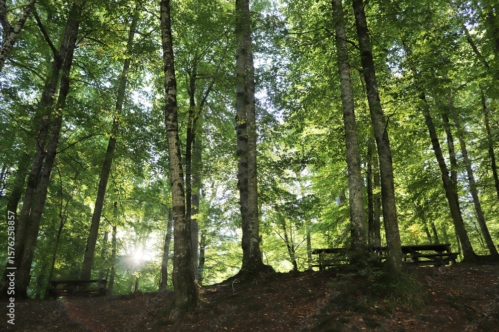 Fototapeta premium Yedigoller national park Bolu. Forest background.