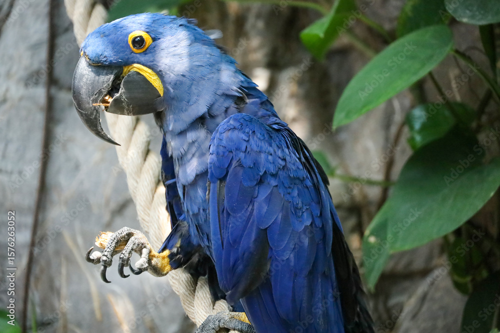 Obraz premium blue and yellow macaw