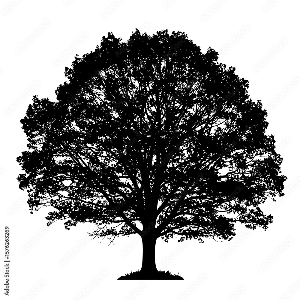 Fototapeta premium A silhouette of a large tree with dense foliage against a white background