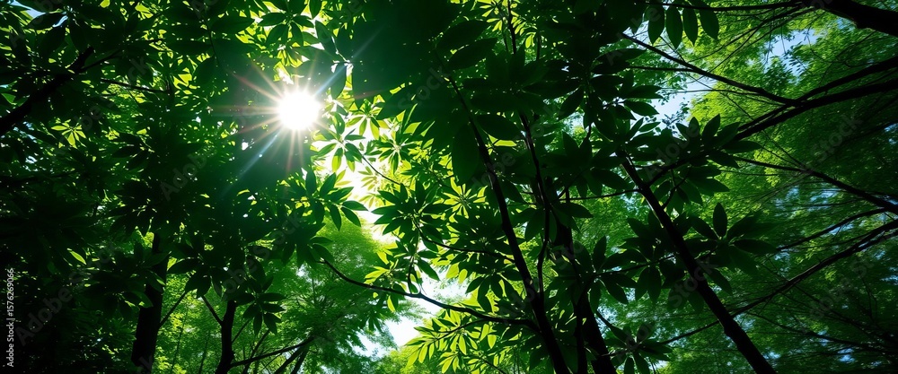 Obraz premium Lush green forest canopy, sunlight dappling through leaves, fresh, pristine