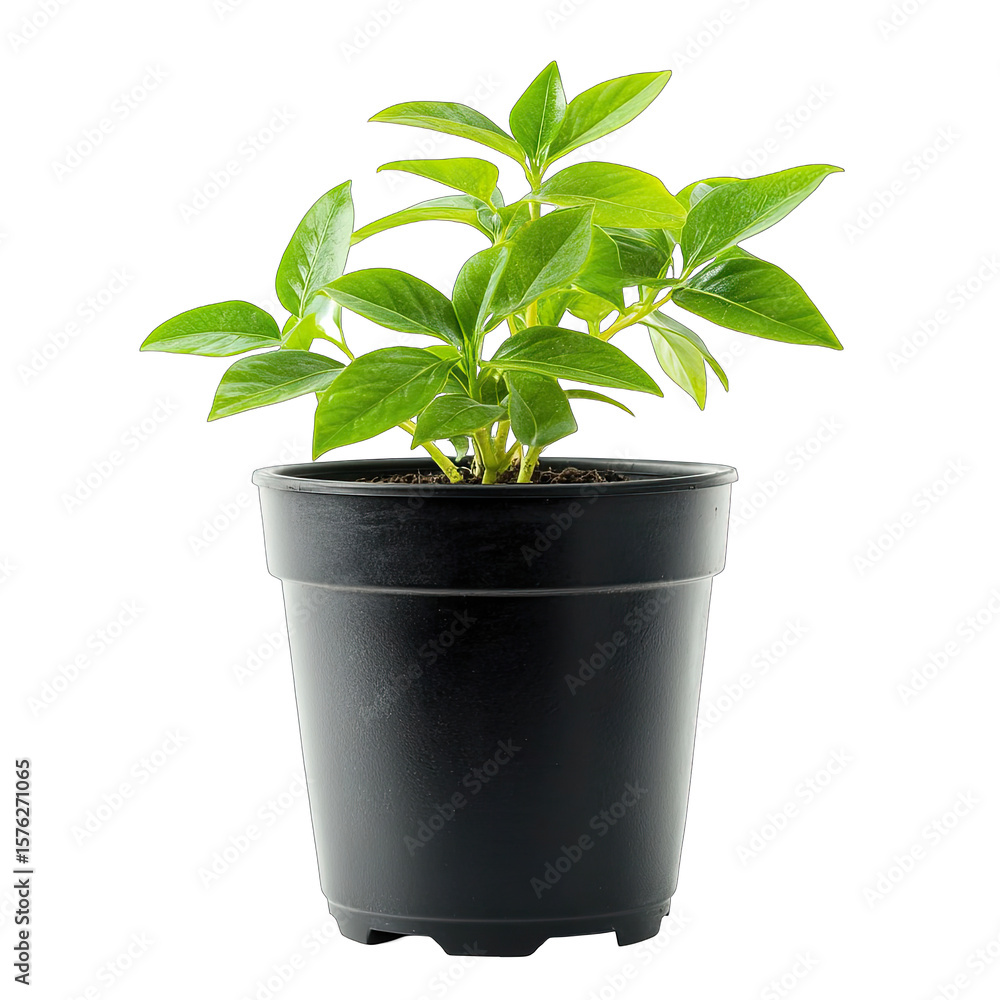 Obraz premium Lush green seedling in a small, matte black plastic pot, against a pure black background. The plant's leaves are vibrant and healthy