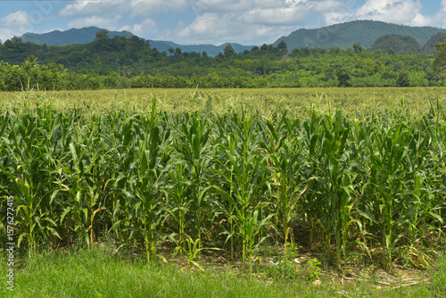 Obraz na plátne Corn fields in the countryside