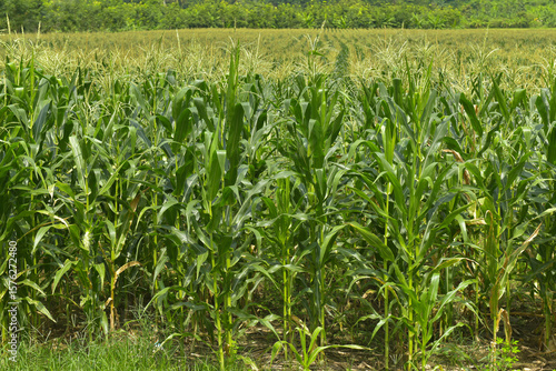 Obraz na plátně Corn fields in the countryside