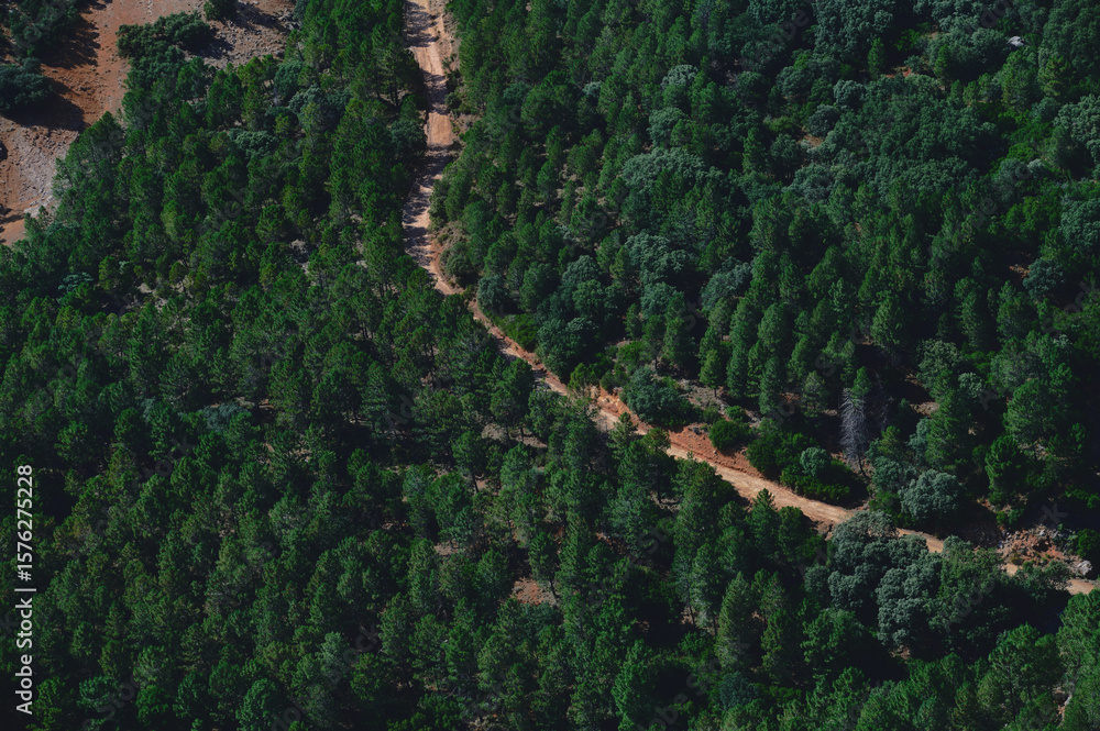 Fototapeta premium Aerial View of Lush Green Forest with Path in Daylight