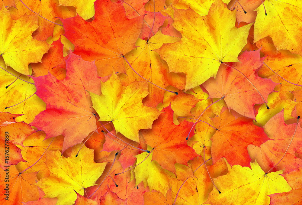 Autumn leaves on the fall blurred background . Autumn leaves on the fall blurred background .