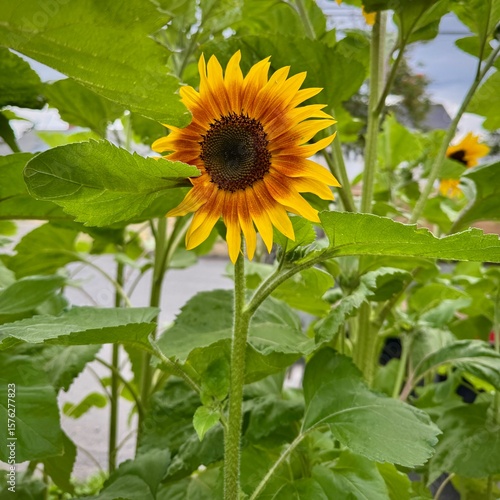 sunflower in the garden