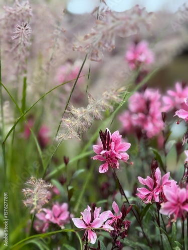 pink flowers on a meadow