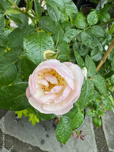 pink rose in the garden with raindrops