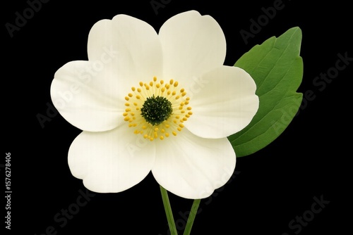 A solitary white flower blooms against a stark black background, its vibrant yellow center drawing the eye