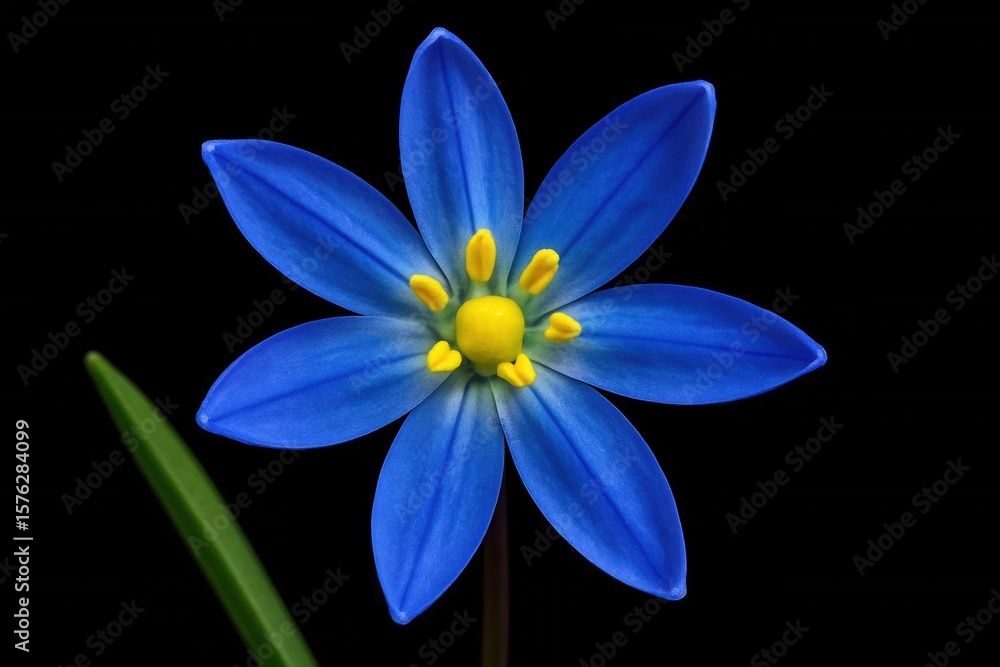 Fototapeta premium A solitary blue flower stands out against a dark backdrop, its vibrant petals reaching towards the light
