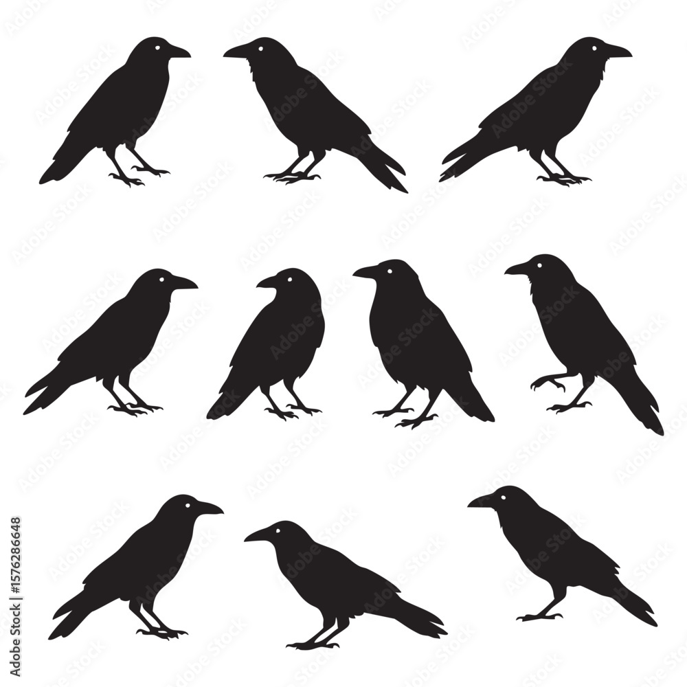 Fototapeta premium Collection of black raven silhouettes standing and flying isolated on white background silhouette