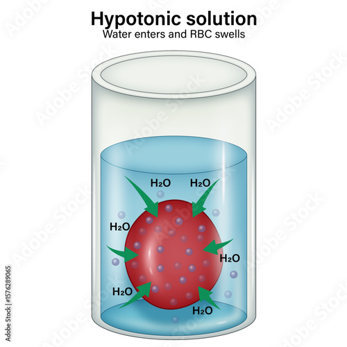 Hypotonic Solution Effect on Red Blood Cell – Water Influx and Cell Swelling Vector
