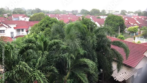 Storming is coming palm leaf tree moving aggressive
