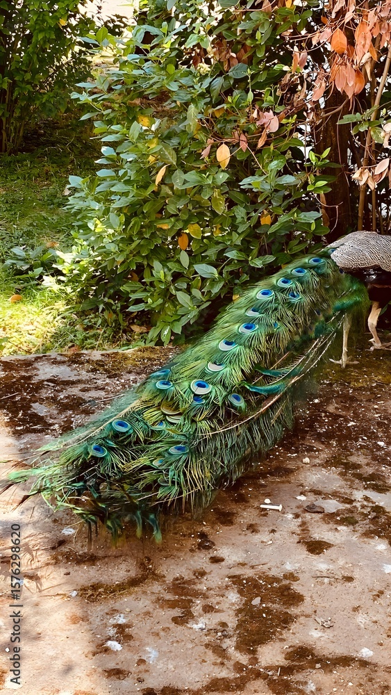 Obraz premium A peacock with a colourful tail