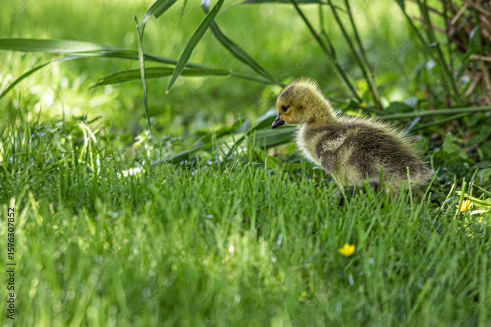Obraz premium squirrel in the grass