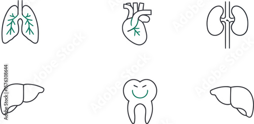 Medical icon set of human internal organs. Line art illustrations of lungs, heart, kidneys, liver, and a smiling tooth for healthcare and anatomy. Vector.
