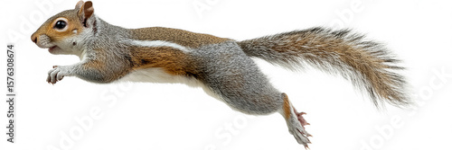 Grey Squirrel in Mid-Air Leap Against a Plain White Background
