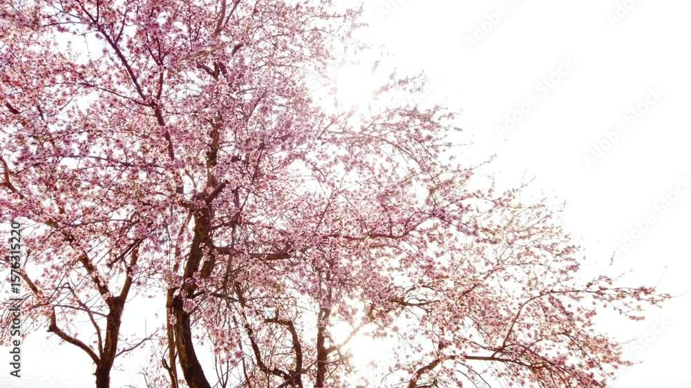Cherry blossom branches burst with pink flowers in the spring sunlight Cherry blossom branches burst with pink flowers in the spring sunlight