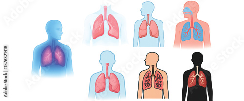  Human Lungs Diagram Illustration – Respiratory System Anatomy Images