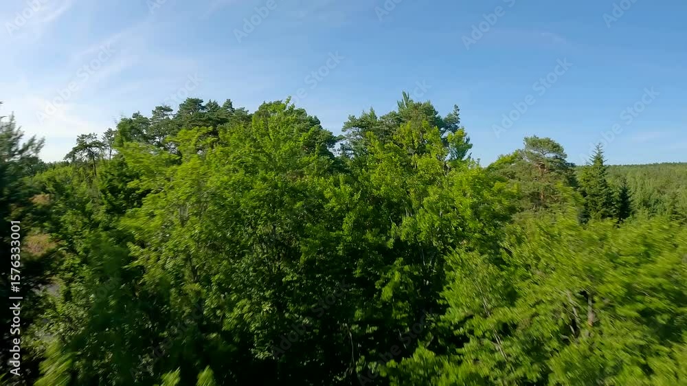 Exploring the lush green landscapes of a serene forest during a sunny day Exploring the lush green landscapes of a serene forest during a sunny day