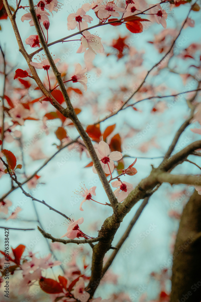 Close-up of delicate pink cherry blossom flowers on tree branches against a soft blue spring sky Close-up of delicate pink cherry blossom flowers on tree branches against a soft blue spring sky