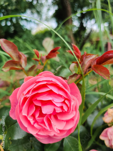 Wallpaper Mural beautiful pink rose growing in the garden Torontodigital.ca