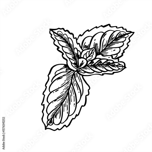 Fresh mint sprig with young leaves top view monochrome vector illustration. Detailed black and white melissa branch sketch for organic product packaging, cocktail menu, natural cosmetics design