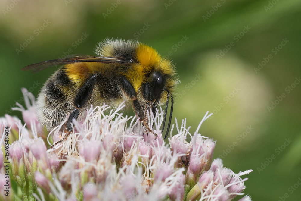 Closeup on a fluffy and bulky European white-tailed bumblebee, Bombus lucorum on a pink Eupatorium cannabinum flower Closeup on a fluffy and bulky European white-tailed bumblebee, Bombus lucorum on a pink Eupatorium cannabinum flower