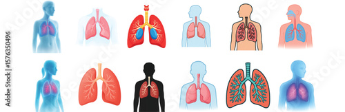 Human Lungs Anatomy Collection – Respiratory System Medical Vector Illustrations